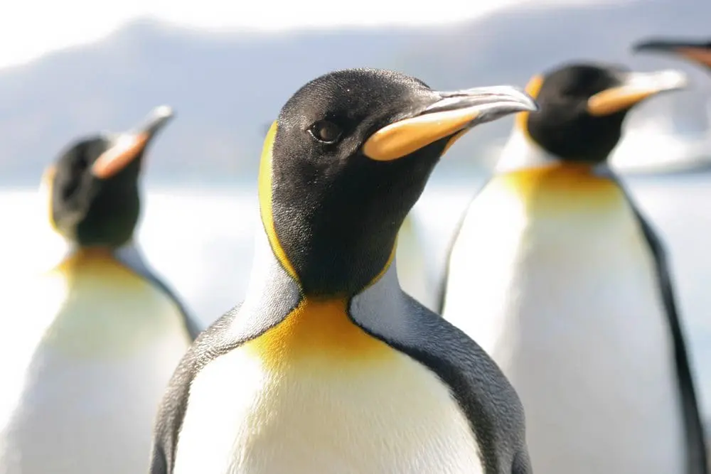 Penguin-Are Press Releases Still Relevant in an SEO Hungry World Post-Penguin/Panda?Google-search-algorithm-update