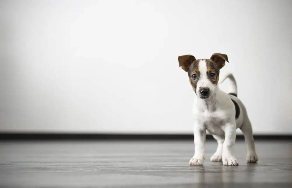Central Garden & Pet Marketing Automation
