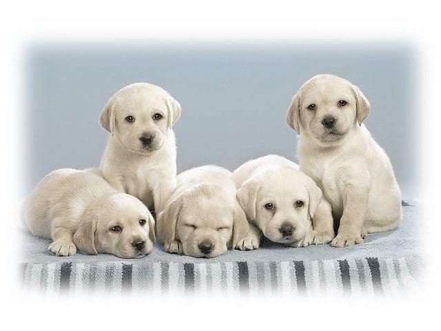 5_puppies